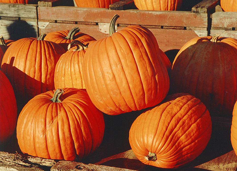 the perfect pumpkin pie.jpg